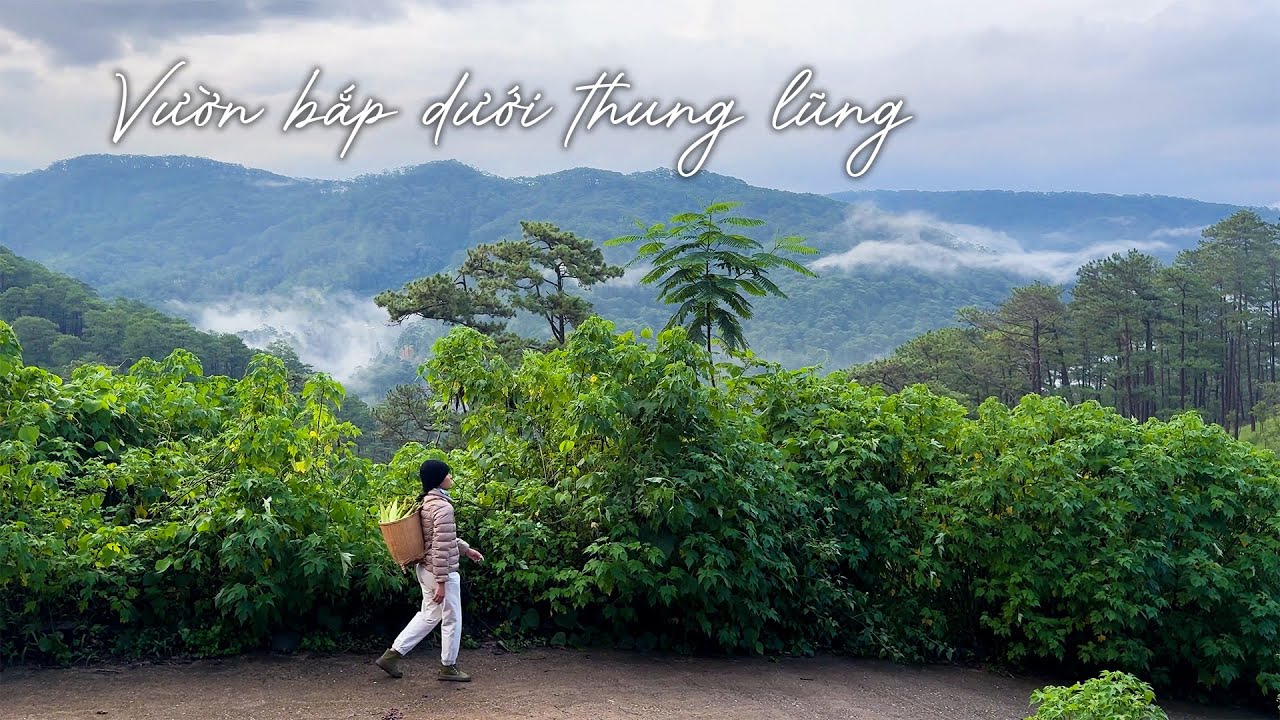 Thăm vườn bắp dưới thung lũng mờ sương